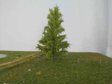 Silhouette 279-61 - Lärche/ Larch  NZ