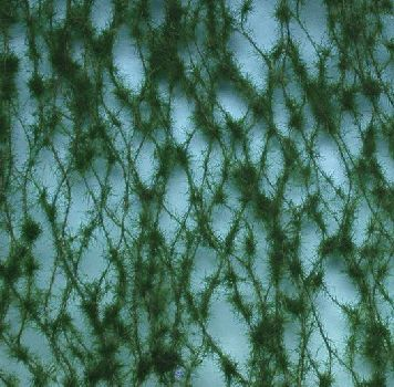 Silhouette 970-22 - Kiefer / Forest pine