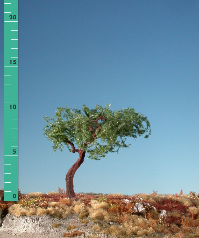 Silhouette 271-02 - Latschenkiefer/ Mountain pine
