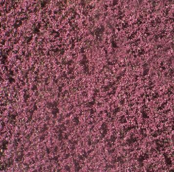 Silhouette 922-12 - Blutbuchenlaub /Copper beech f