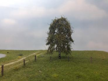 Silhouette 211-63 - Hängebirke/ Weeping birch
