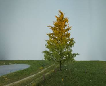 Silhouette 279-63 - Lärche/ Larch  NZ