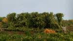 Silhouette 254-33 - Hecken / Hedges