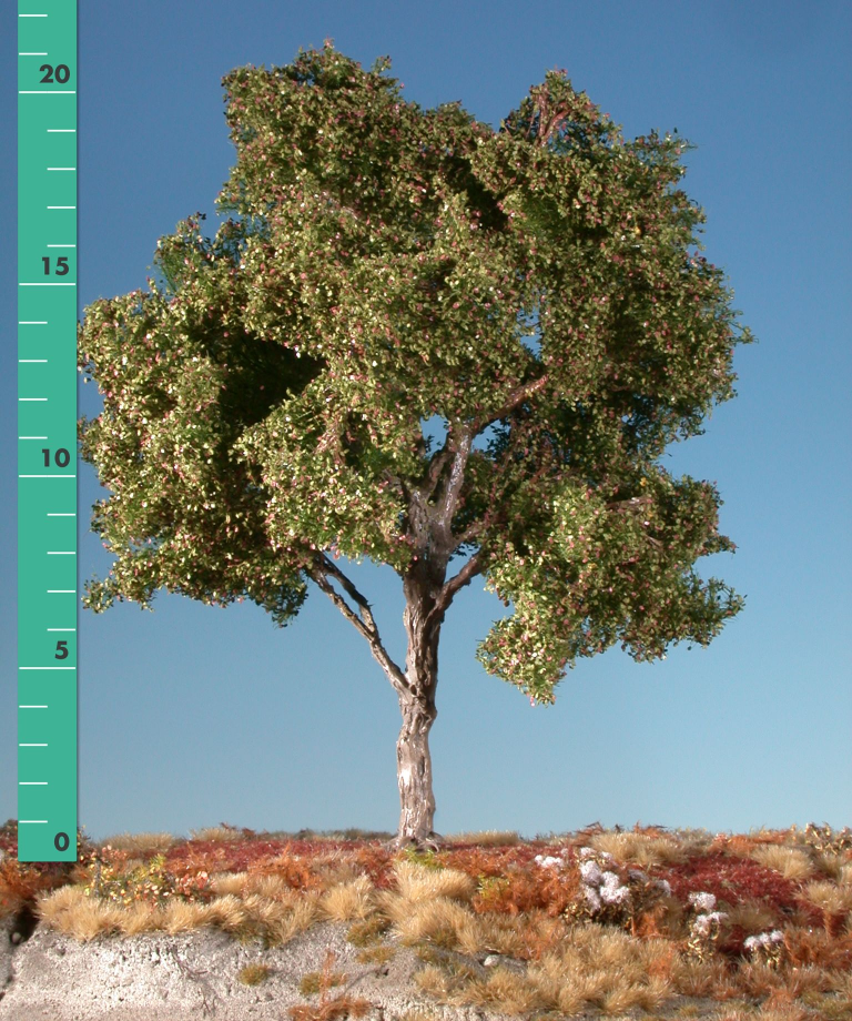 Silhouette 220-23 - Buche/Beech