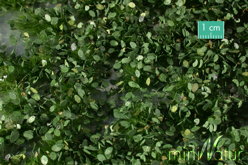 Silhouette 725-32 - Unkrautbüschel / Weed tufts