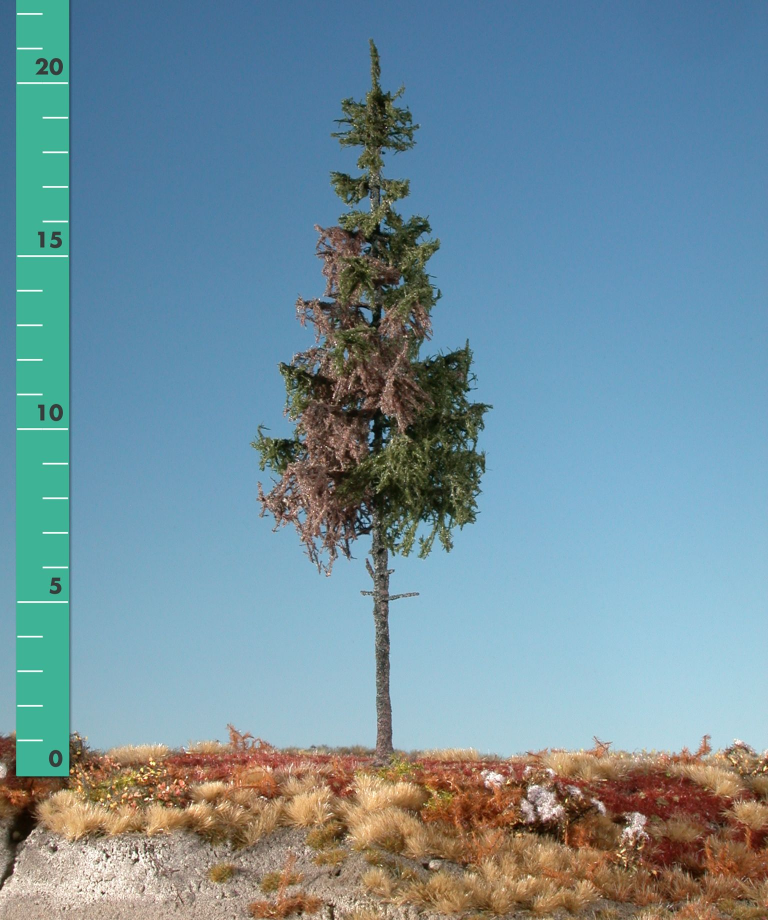 Silhouette 274-22 - Fichte Hochstamm /