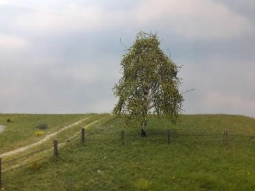 Silhouette 211-61 - Hängebirke/ Weeping birch
