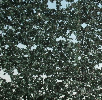 Silhouette 936-22 - Efeu / Ivy