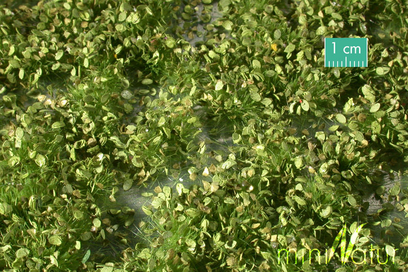 Silhouette 725-31 - Unkrautbüschel / Weed tufts