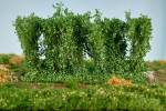 Silhouette 254-42 - Hecken / Hedges