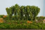 Silhouette 254-43 - Hecken / Hedges