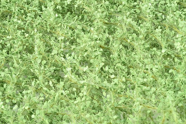 Silhouette 942-22H - Lindenlaub / Lime foliage (NE
