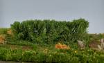 Silhouette 254-32 - Hecken / Hedges