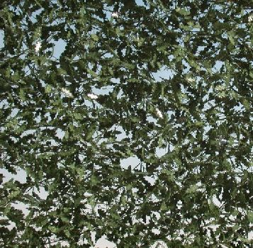 Silhouette 980-32 - Eichenlaub / Oak foliage
